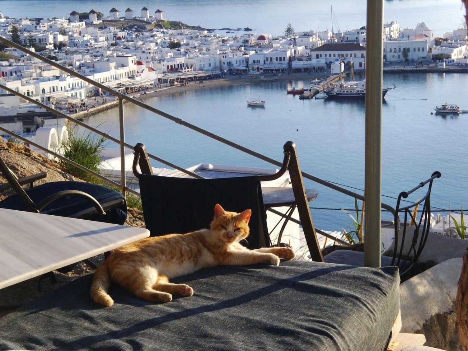 Apartamento Anemones Sea View Mykonos Town Habitación foto